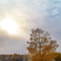 Одинокая березка под первым снегом :: Леонид Санников