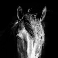 Портрет коня :: Ника Петрова