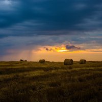 Поле :: Павел Кузанов