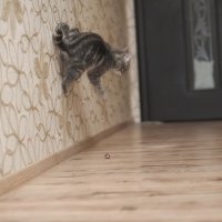 кошка цыркачка :: Наталья Могильникова