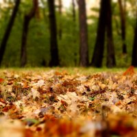 Осень в дубовом лесу. :: Владимир Михеев