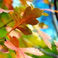 Осенние листья, как прощальное эхо. :: Olga001 