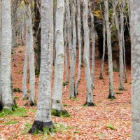 Осенний лес :: Asinka Photography