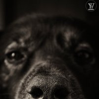 Мой пес Максик :: Яна Васильева