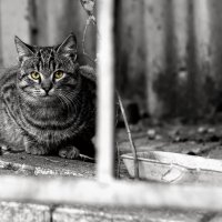 Уличный кот... :: Daniel (Fichetto)