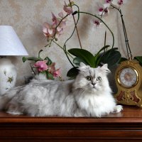 Мой кот Бакс :: Oleg Goman