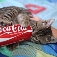 А Вы любите Кока-Колу как люблю ее я ? :) :: Павел Прозоров
