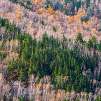 Осенний лес :: Den SkyWet