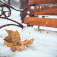 я по первому снегу бреду...Вот и зима пришла. :: Ольга Воронина