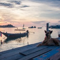 Гордая тайская пляжная собака :: Анжелика Вузловенко