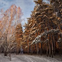 В глубь леса. :: Дмитрий Макаров