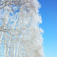 Красота зимы :: Елена Буздалина