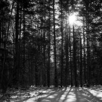 В зимнем лесу. :: Андрей 
