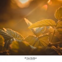 Листья малины в закатном свете :: Иван Рыжков