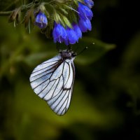 Бабочка :: Ольга Осовская