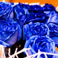 синие розы :: Дилшод 
