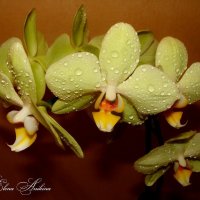Орхидея :: °•●Елена●•° ♀
