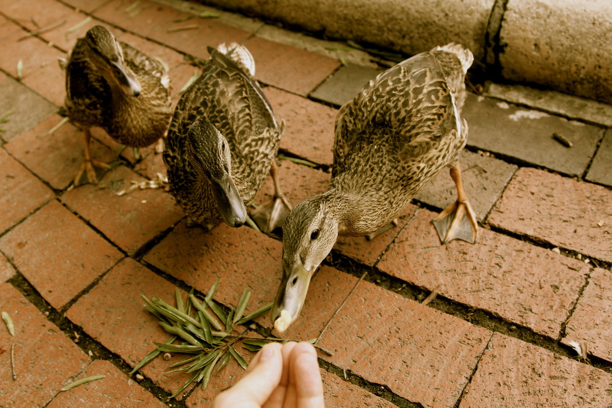 Ducks - Анна Бехтина