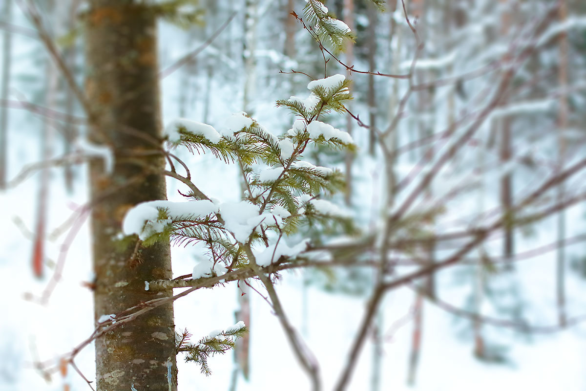 Снег на елке - Константин Резов