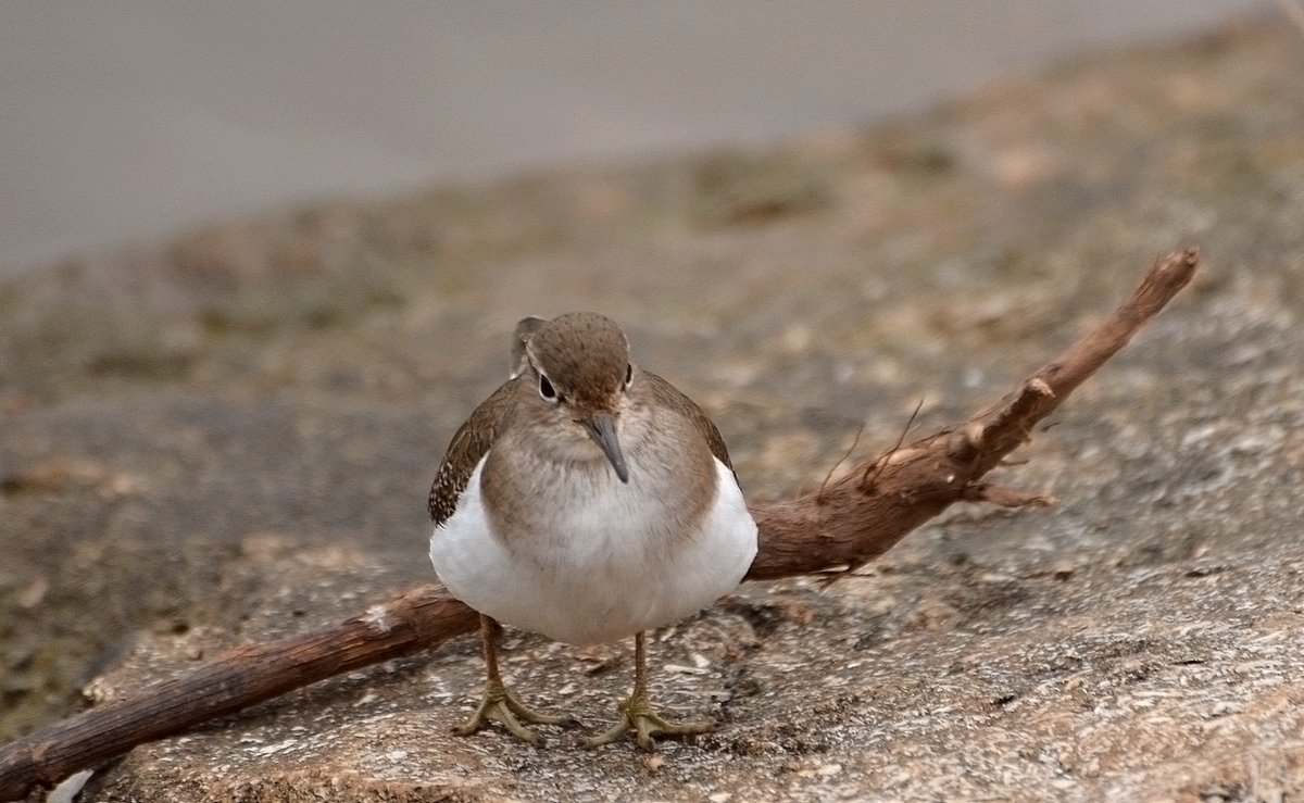 08.12.11 Перевозчик (лат. Actitis hypoleucos) — птица семейства бекасовых (Scolopacidae).  Речка Ярк - Борис Ржевский