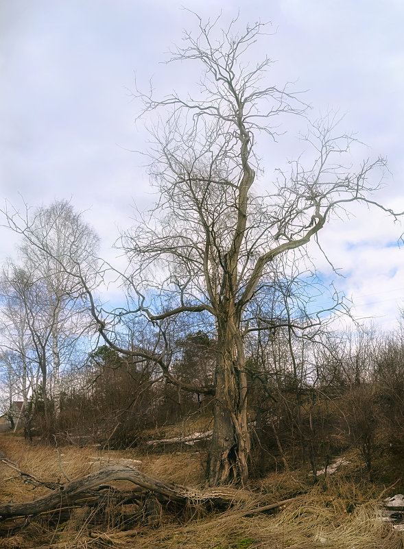 старое дерево - Татьяна Чернова