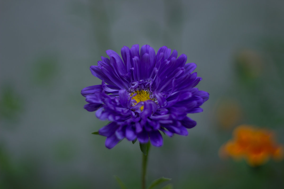 Flower - Анна Самуляк