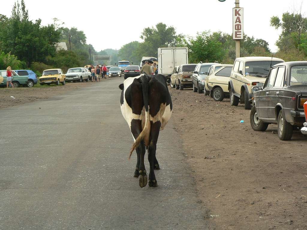 Шла корова по шоссе - Алла Рыженко