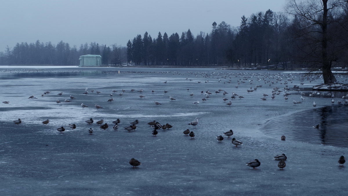 Зимний вечер на озере - sv.kaschuk 