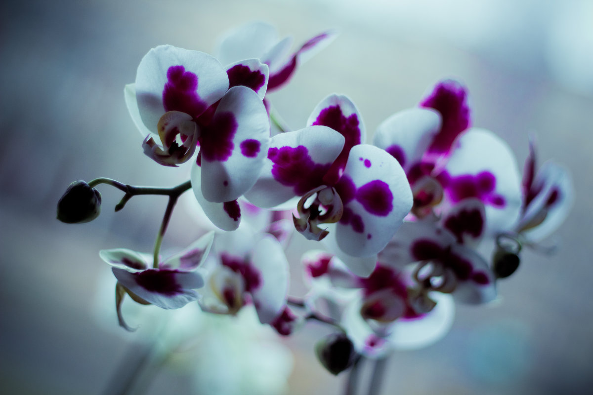 Орхидея - Lelya Lav