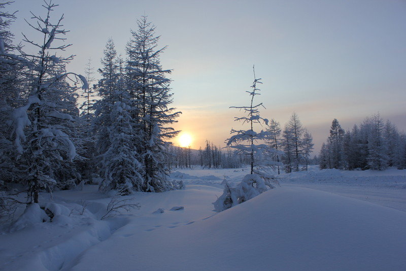 зимний лес на закате - Женя Фалькова