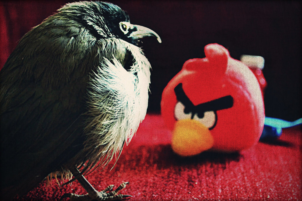 ну очень Angry Birds - alisa kuznechik