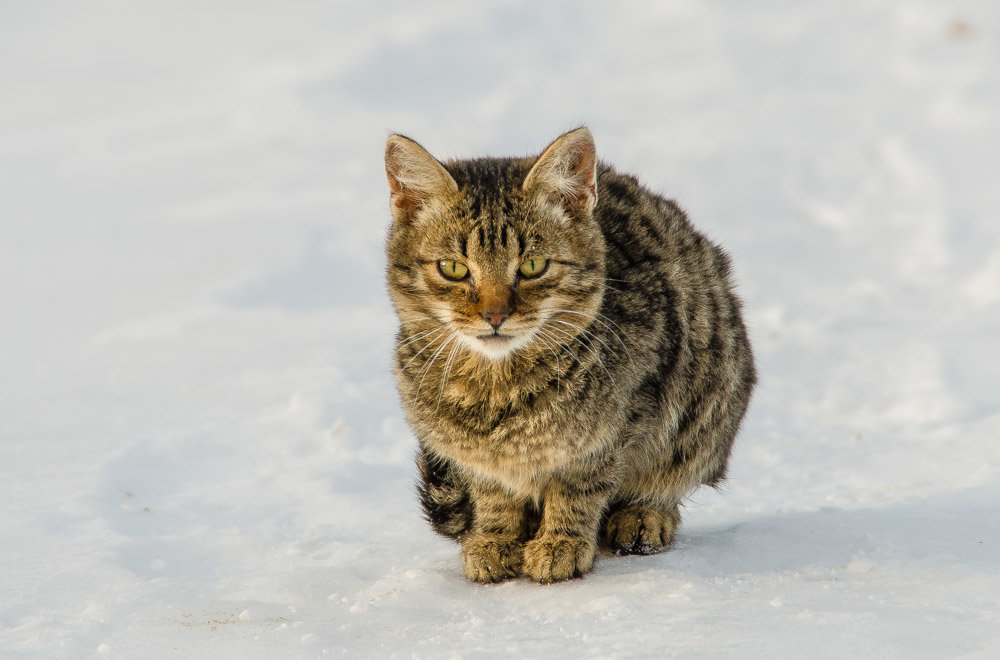 Котенок - Алёна Романова