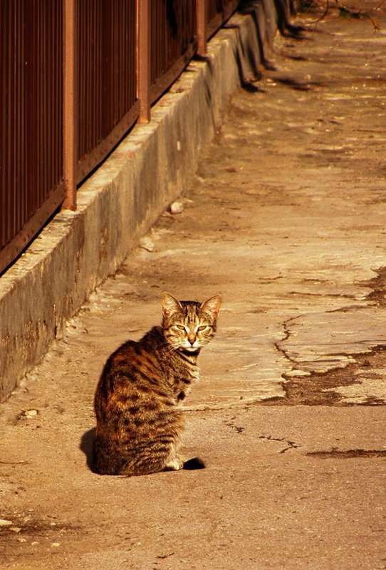 Незнакомец. - Татьяна Кошкина