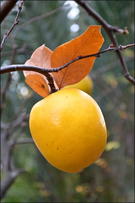 Membrillo (яблоко-лимон) - Svetlana Galvez