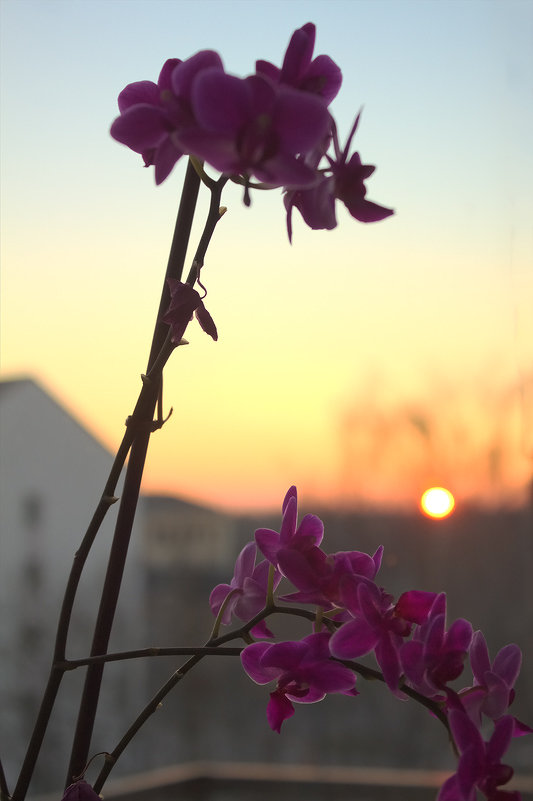 Орхидея в лучах заходящего солнца последнего дня 2013 года - Александр Творогов