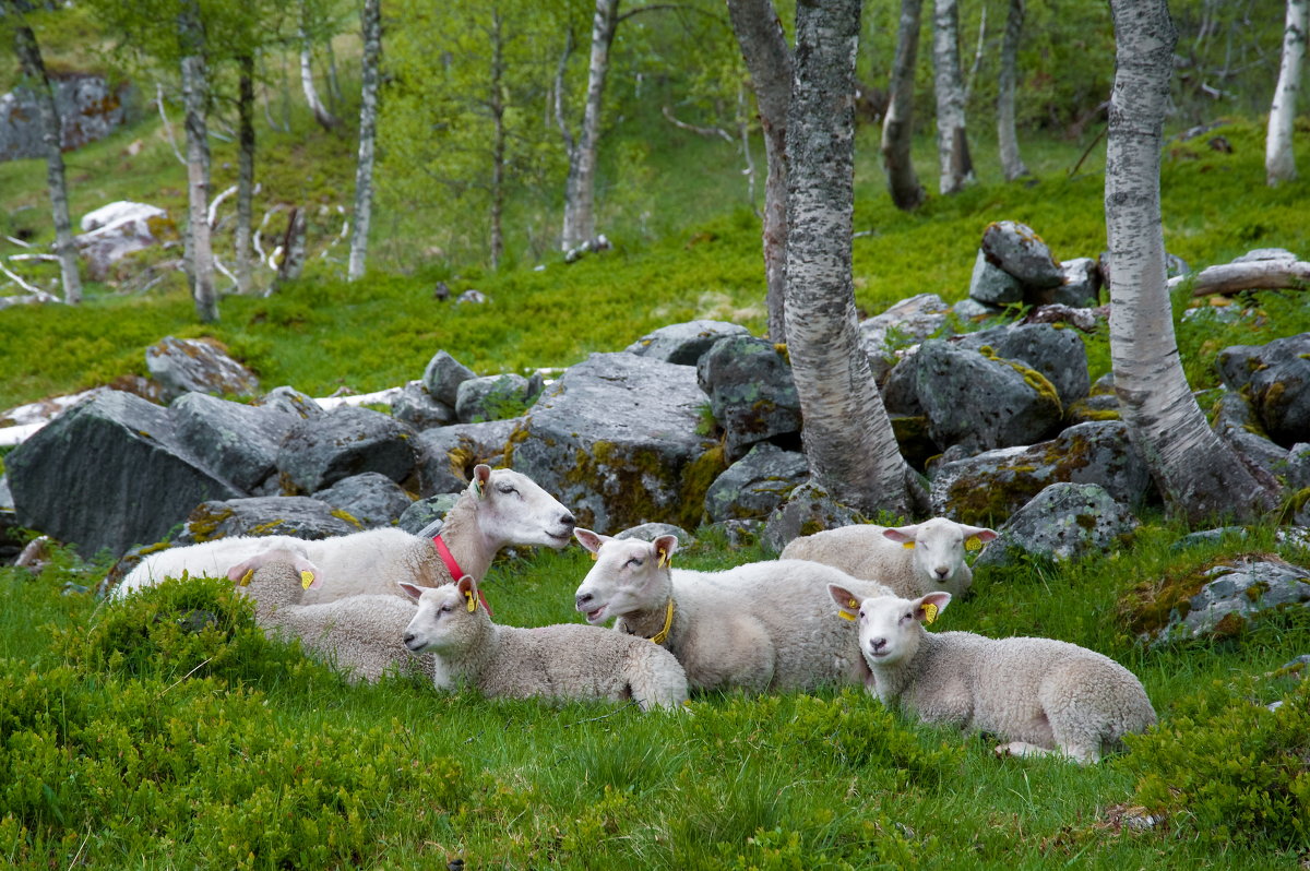 Норвежские баранки отдыхают - Алексей Свирин