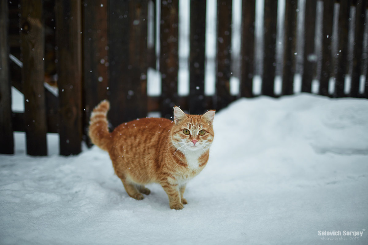 Котэ - Сергей Селевич