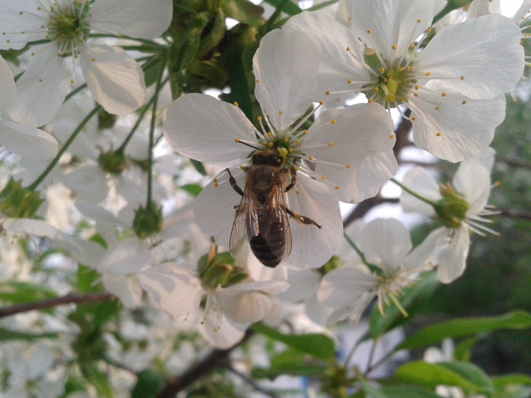 пчела на цветке - Таня Новик