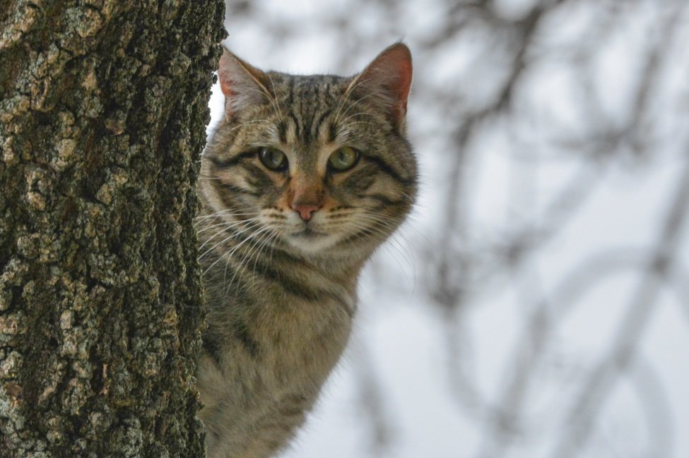 Котэ - Евгений Басакин 