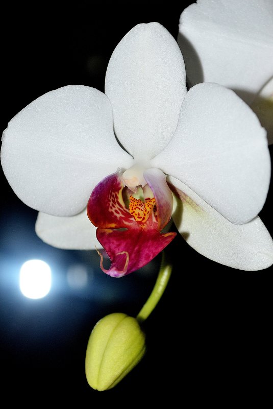 орхидея - Аленушка Бурлакова 