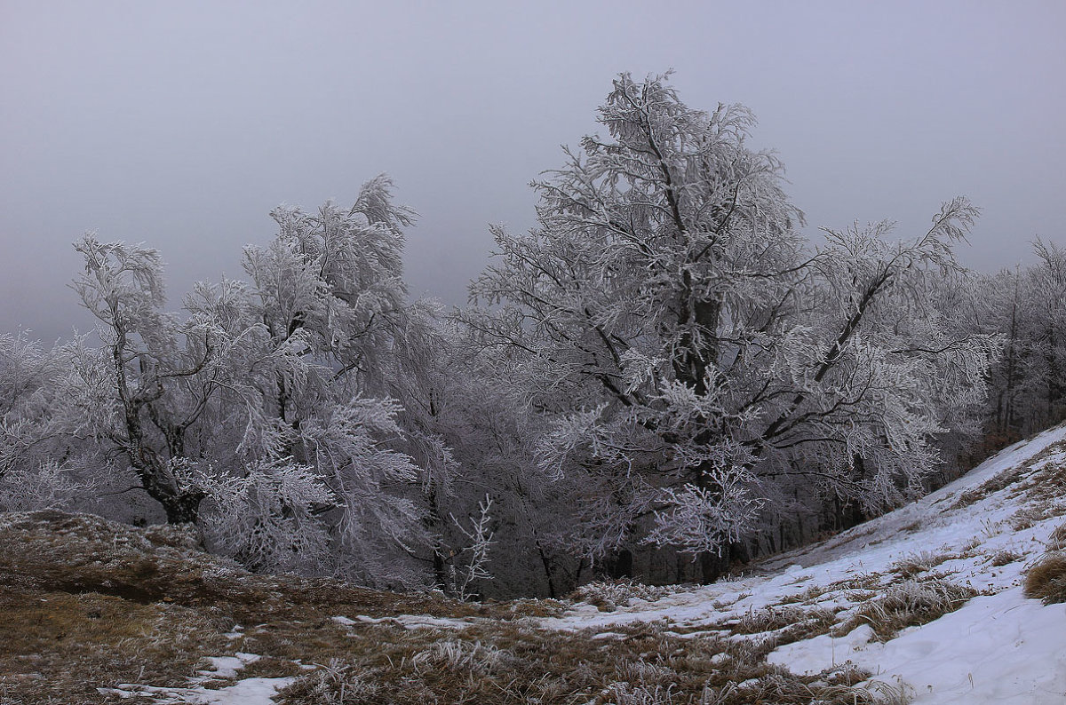 Зимний горный лес - Михаил Баевский