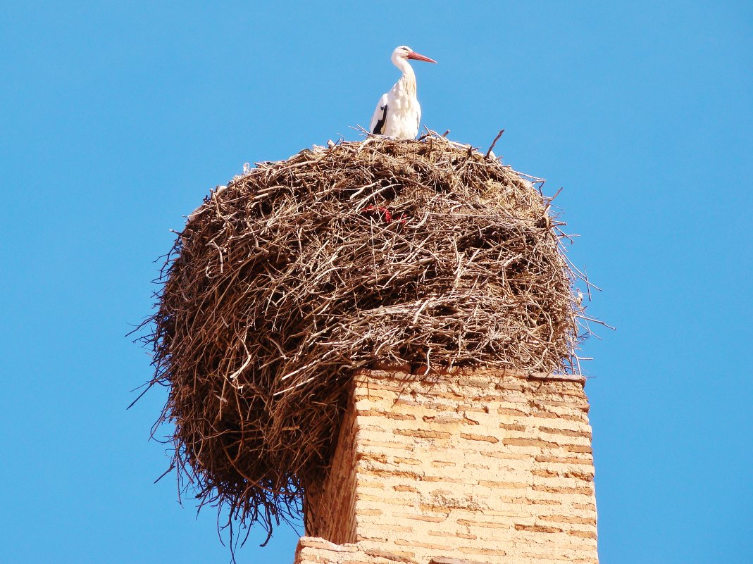 Marrakesh - Vasilii Pozdeev