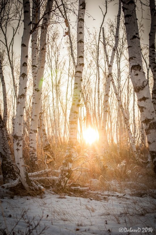 Закат в зимнем лесу. 03.12.2014 - Даба Дабаев