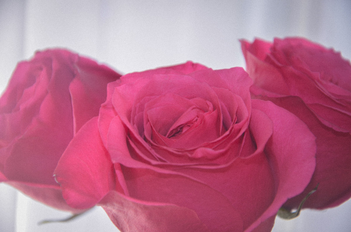 Бархатная роза - Прусакова Дарья 