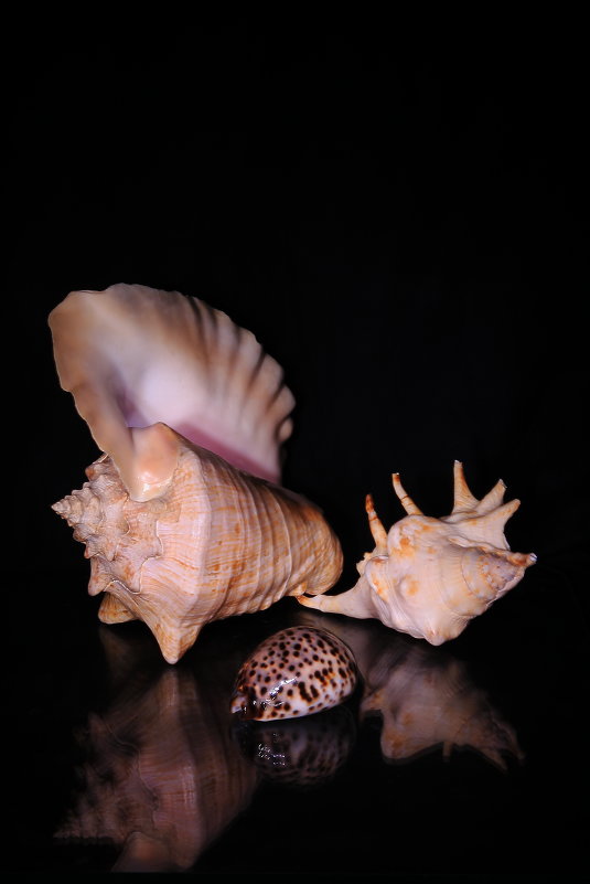 sea shells - Vladimir Nosov