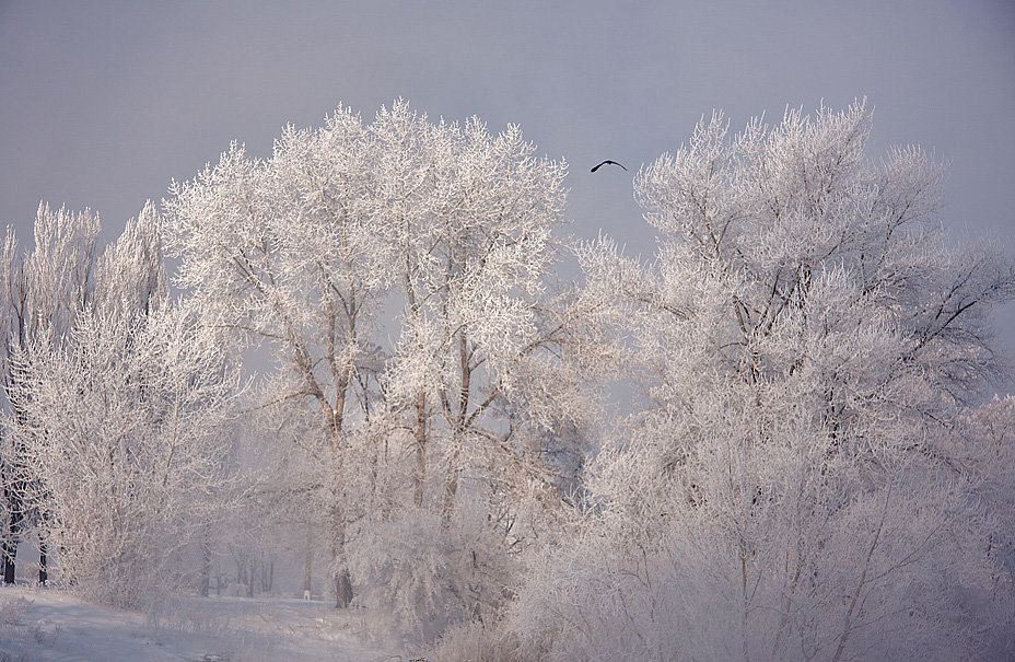 Полёт зимней птицы - Олег Самотохин