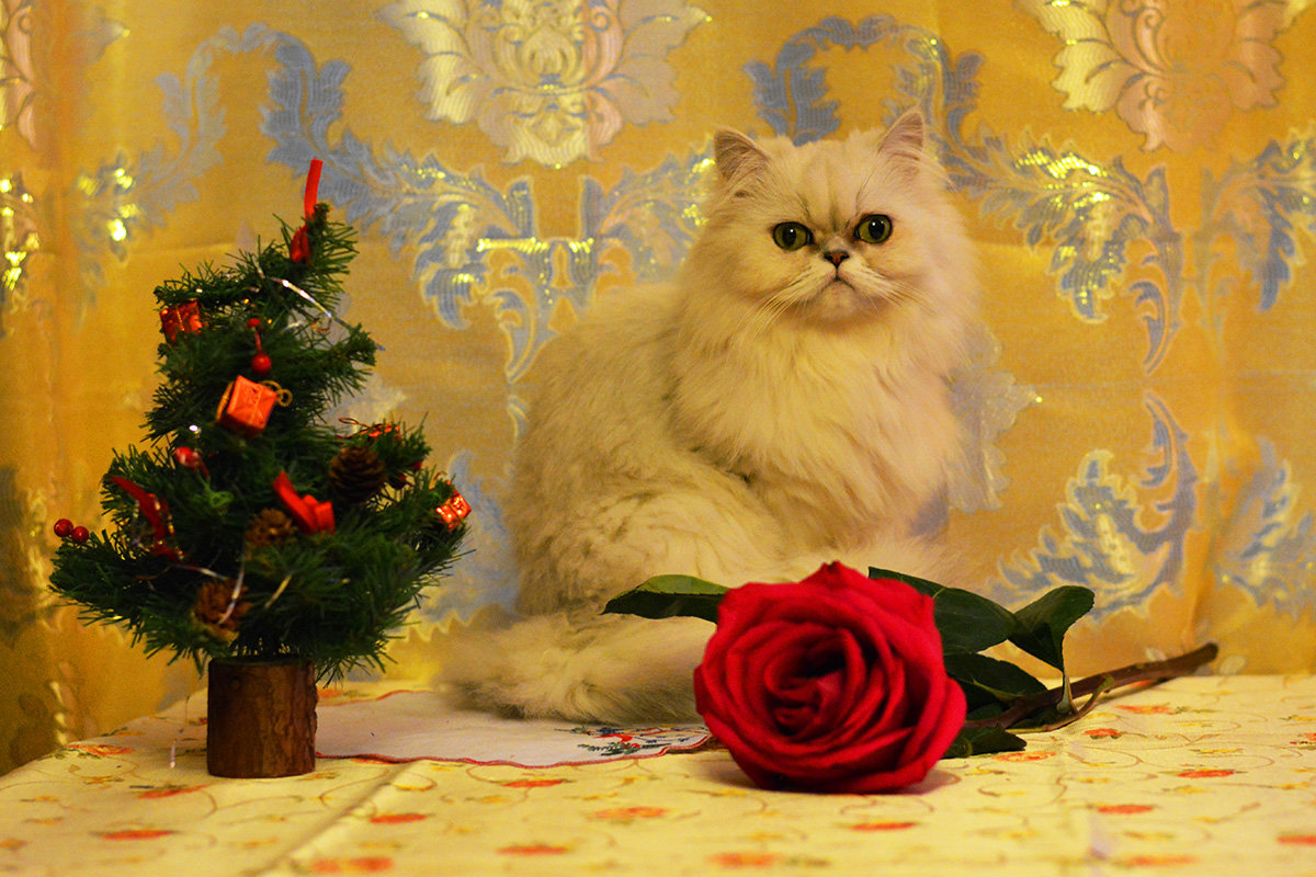 Поздравляю с Новым Годом и Рождеством! МЯУ! - Светлана Кузина