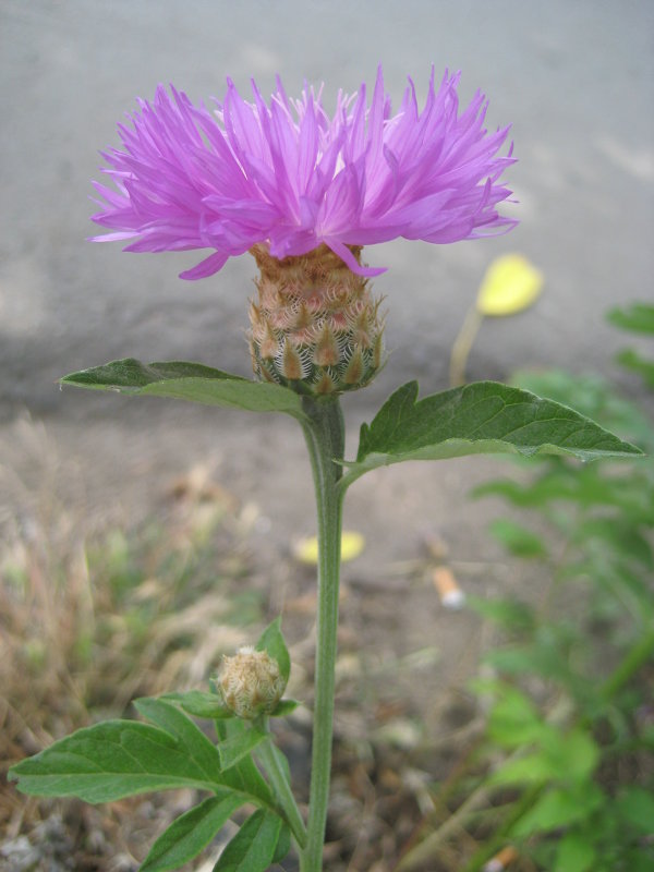 Цветок - ansodessa 