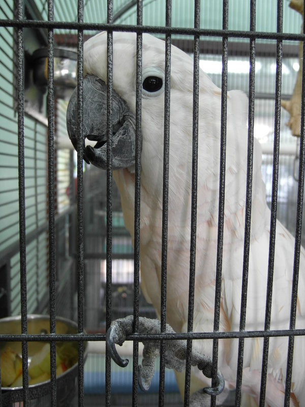 Попугай в клетке - Наташа Пинская