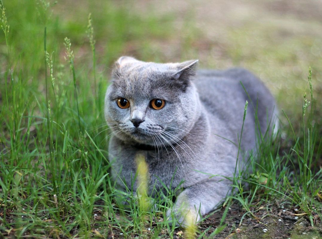 Cat - Max Sukharevsky